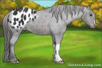 Horse Color:Brown Appaloosa 