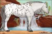 Horse Color:Brown Dun Appaloosa 