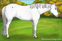 Horse Color:Brown Appaloosa 