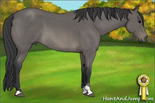 Horse Color: Blue Roan Sabino 