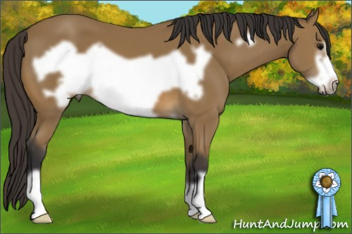 Horse Color: Buckskin Frame 