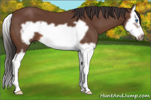 Horse Color: Bay Splash Frame 