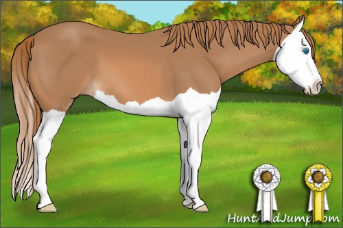 Horse Color: Chestnut Splash 