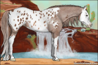Horse Color:Chestnut Splash Appaloosa Rabicano 