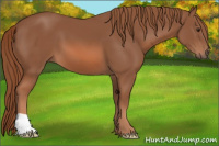 Horse Color:Liver Chestnut 