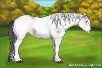 Horse Color:White Spotted Brown 