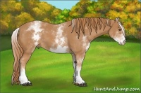 Horse Color:White Spotted Chestnut 