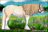 Horse Color:Buckskin Pearl Splash 