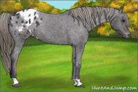 Horse Color:Buckskin Appaloosa Rabicano