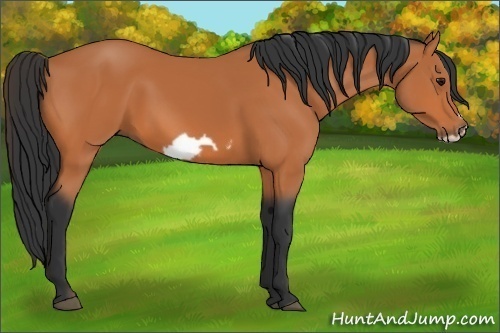 Horse Color: Bay Frame 