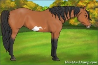 Horse Color:Bay Frame 