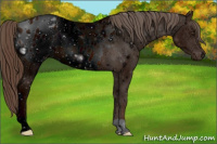 Horse Color:ERROR: UNKNOWN ANOMALY