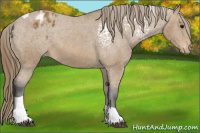 Horse Color:White Spotted Buckskin Tobiano Varnish 