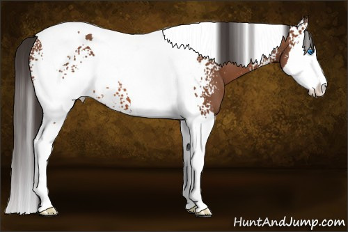 Horse Color:White Spotted Bay Splash Tobiano