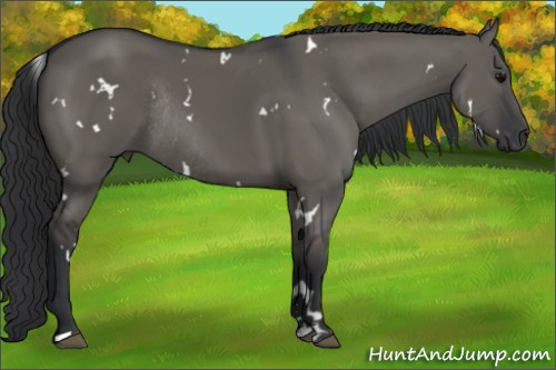 Horse Color: White Spotted Grullo Sabino Rabicano 