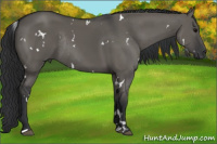 Horse Color:White Spotted Grullo Sabino Rabicano