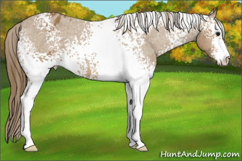 Horse Color: White Spotted Buckskin Sabino Blanket 
