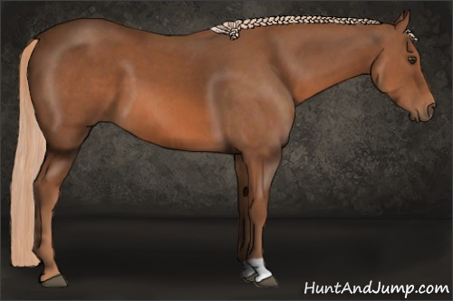 Horse Color:Liver Chestnut