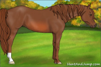 Horse Color:Liver Chestnut 