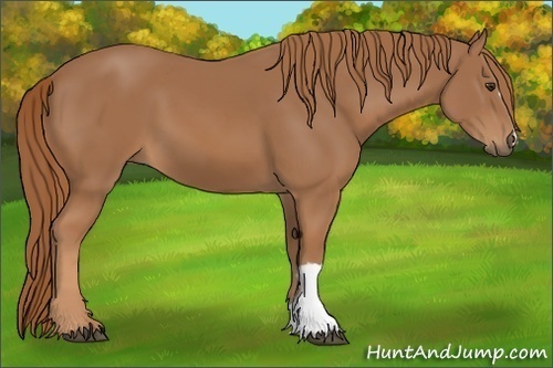 Horse Color: Unknown 
