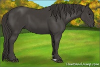 Horse Color:Smoky Black