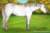 Horse Color:Gray Red Roan 