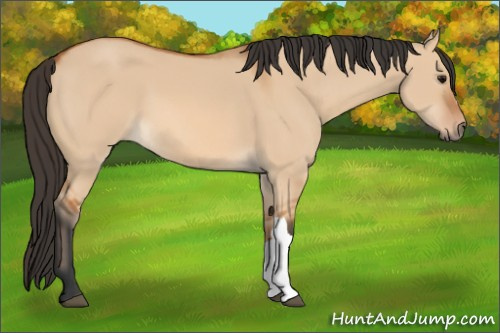 Horse Color: Bay Dun 