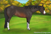 Horse Color:Brown 