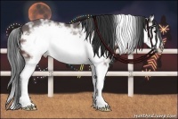 Horse Color:Bay Ice Splash Frame