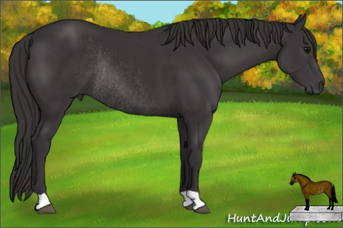 Horse Color: Buckskin Rabicano 
