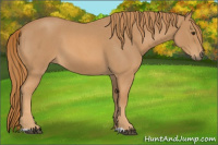 Horse Color:Red Roan 