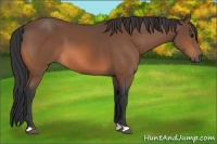 Horse Color:Bay 