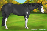 Horse Color:Black Sabino 