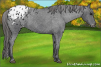 Horse Color:Black Appaloosa