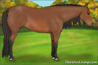 Horse Color:Bay 