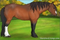 Horse Color:Brown Rabicano 