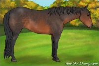 Horse Color:Brown 
