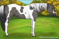 Horse Color:Grullo Tobiano 