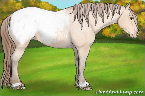Horse Color: Amber Champagne Snowcap 
