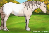 Horse Color:Amber Champagne Snowcap 