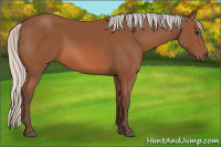 Horse Color:Silver Bay Sabino