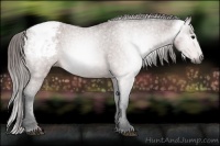 Horse Color:Gray Bay Varnish 