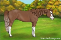 Horse Color:Chestnut Splash 