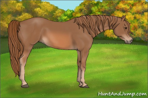 Horse Color: Chestnut 