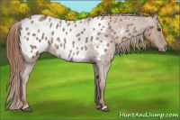 Horse Color:Red Roan Appaloosa