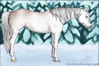 Horse Color:Gray Bay Splash 