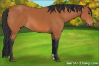 Horse Color:Bay 