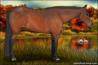 Horse Color:Brown Appaloosa 