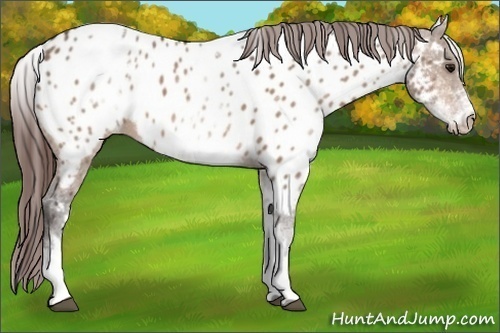 Horse Color: White Spotted Brown Dun Near Leopard  Brindle