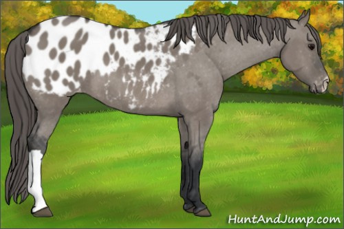 Horse Color: Brown Dun Blanket 